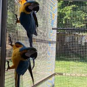 macaw parrots
