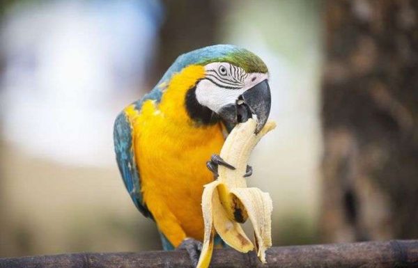 FAQs - Macaw Parrots Facts About Macaw Parrots